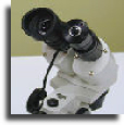 Minicam in a stereomicroscope
