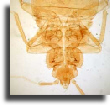Bedbug