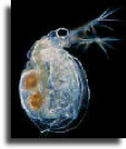 Daphnia