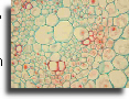 Section of maize stem stained