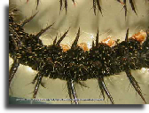 Spiny caterpillar Spiny caterpillar