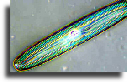 Diatom