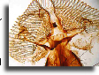 Housefly mouth parts