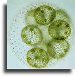 Volvox in pond water