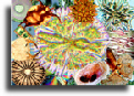 Slides for compound microscopes