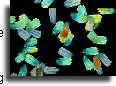 Butterfly wing scales