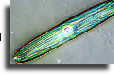 Compound microscopes and diatoms