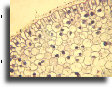 Onion root tip section