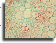 Section of maize stem stained