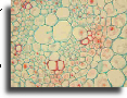 Section of maize stem stained