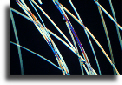 Hair - polarised light