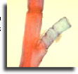 Microscope slide sets