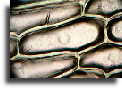 Onion skin
