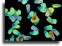 Butterfly wing scales - dark ground