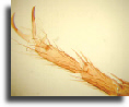 Housefly leg