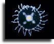 Obelia