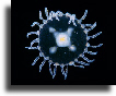 Obelia