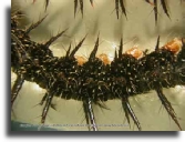 Spiny caterpillar
