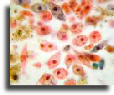 Euglena