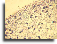 Onion root tip section