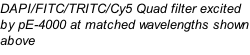 DAPI/FITC/TRITC/Cy5 Quad filter excited by pE-4000 at matched wavelengths shown above