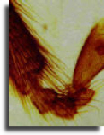 Bees leg