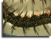 Spiny caterpillar