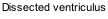 Dissected ventriculus