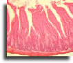 Rat small intestine