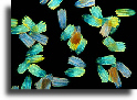 Butterfly wing scales - dark ground