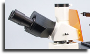 Trinocular head with safety screen