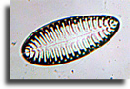 wpe701c1a4_02.jpg