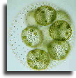 Volvox in pond water