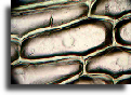 Onion skin