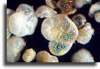 foraminifera.jpg